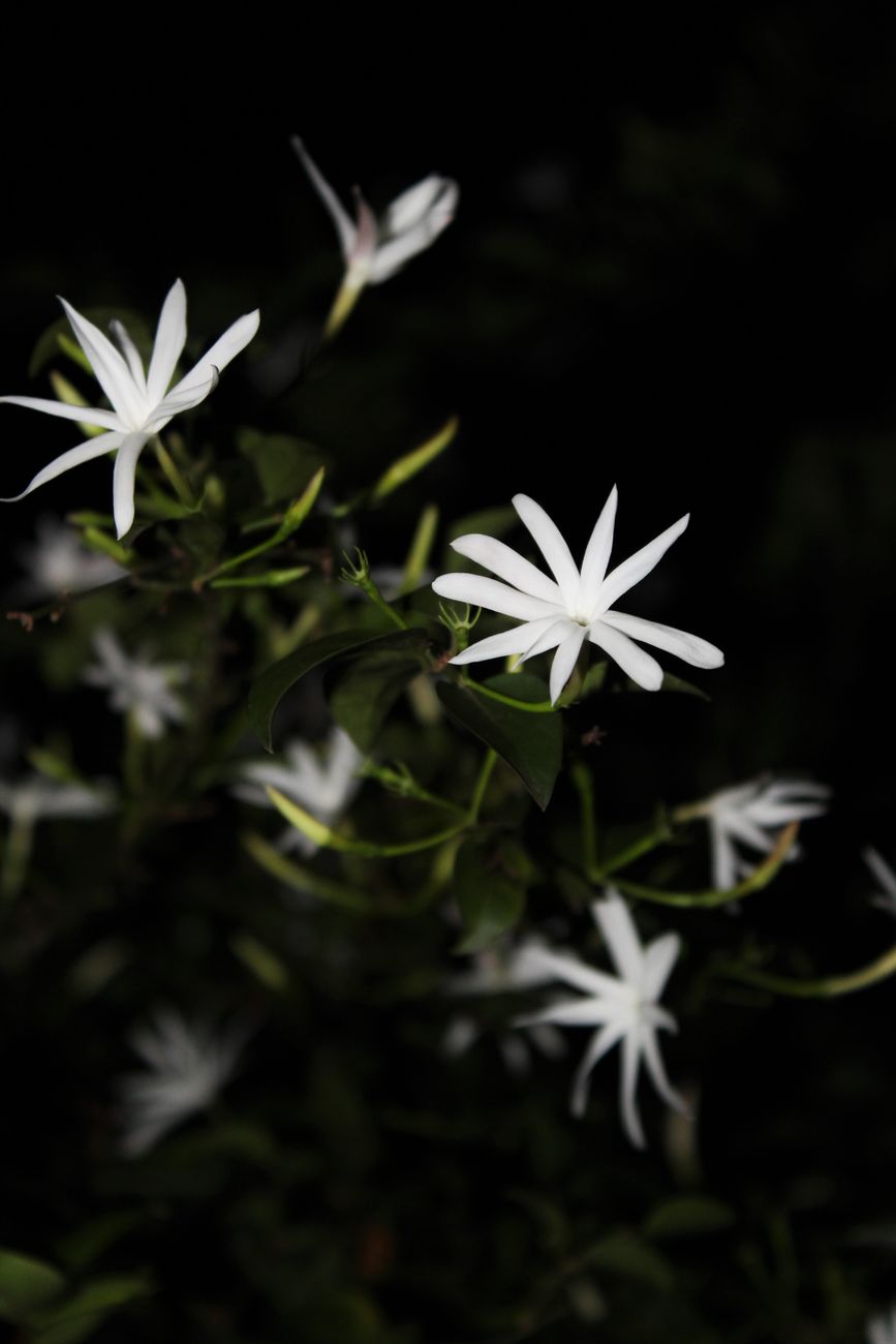 Jasmin de Nuit — zdjęcie flakonu