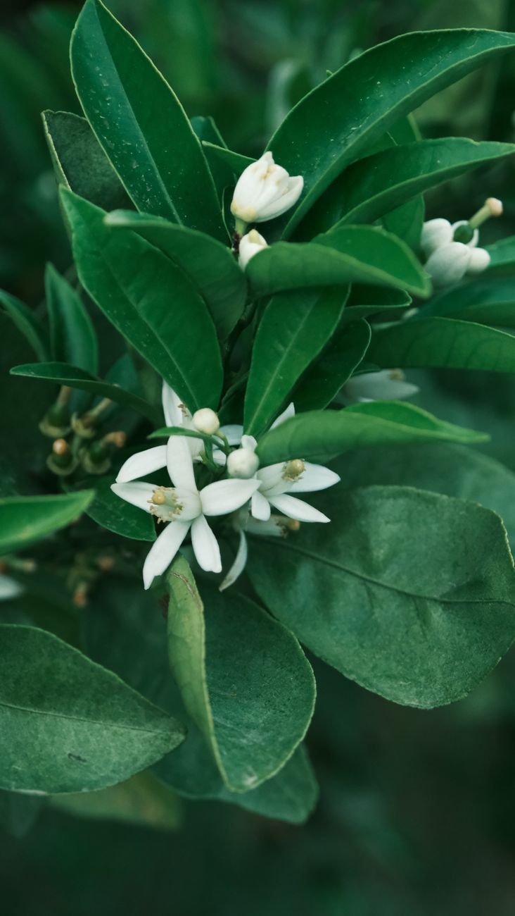 Citrus Blossom — zdjęcie flakonu